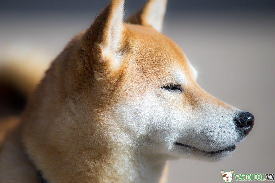 Chó Shiba inu