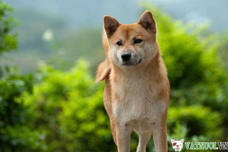 Chó Shiba Inu